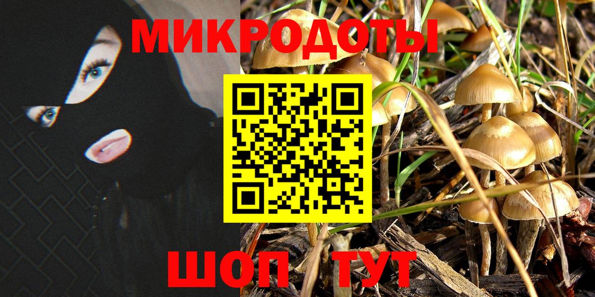 Псилоцибиновые грибы Cubensis Осинники